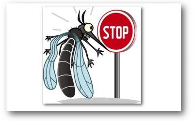 Moustique tigre : la guerre est déclarée !