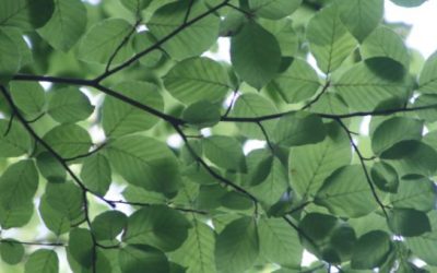 Parc de la Bourdette