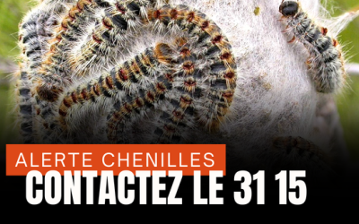 Alerte chenilles